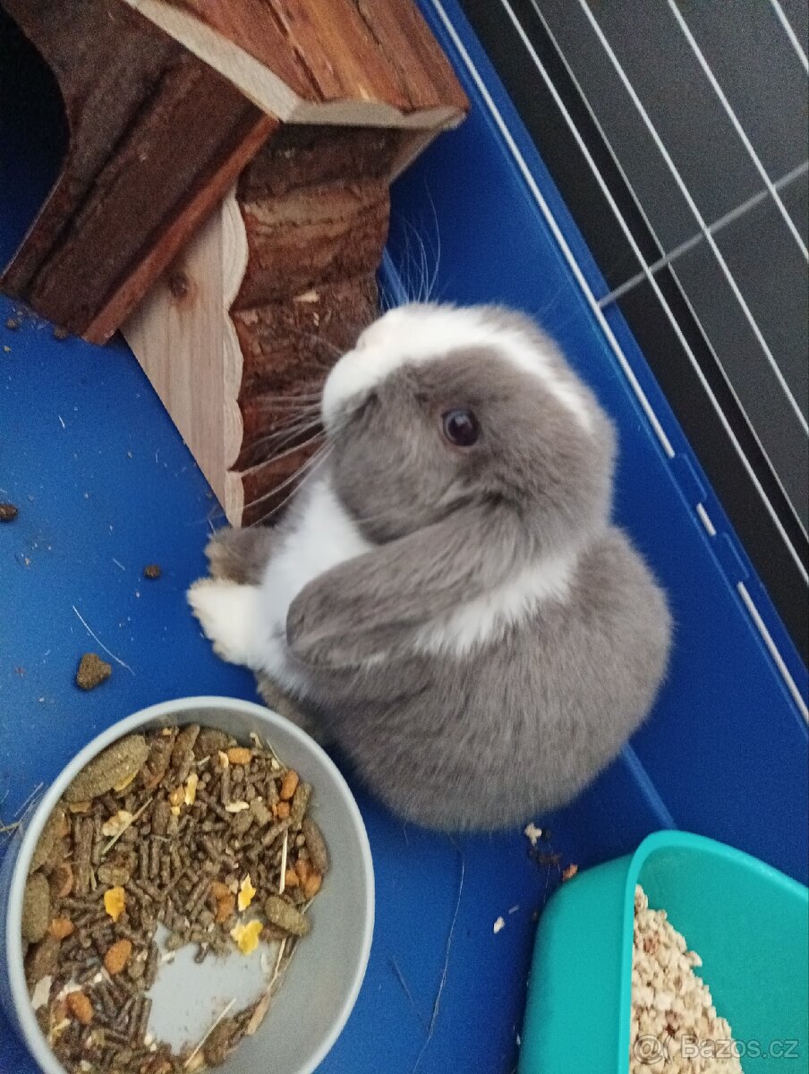 Zakrslý králík beránek/minilop-kluk