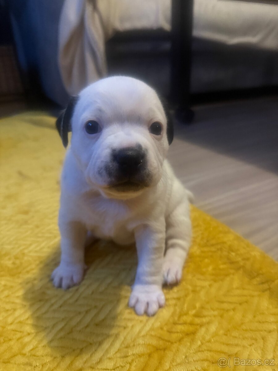 Stafordšírský bulteriér s Pp