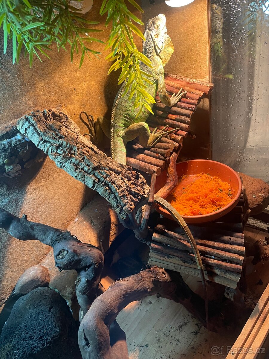 Leguán zelený + terárium a vybavení