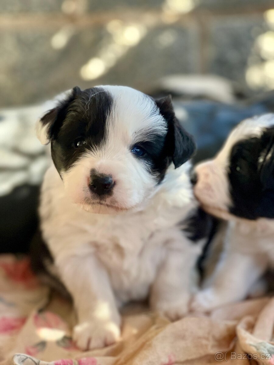 Top štěňata Border kolie s PP