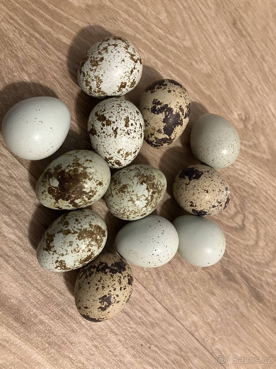Násadová vajíčka - křepelka japonská