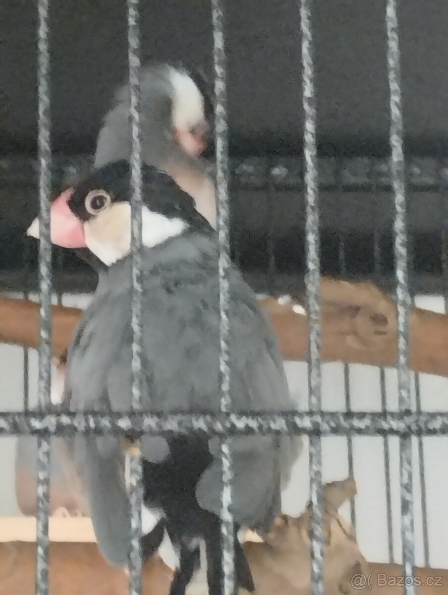 Ptactvo