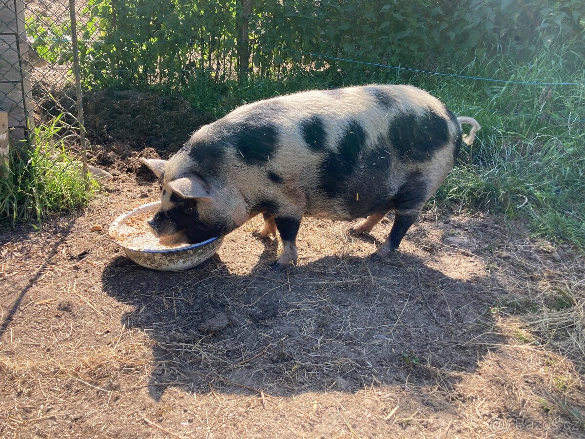Vykrmené prase na maso