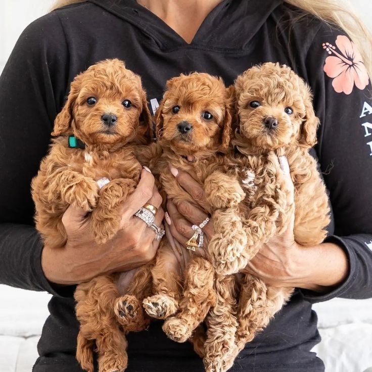 Maltipoo