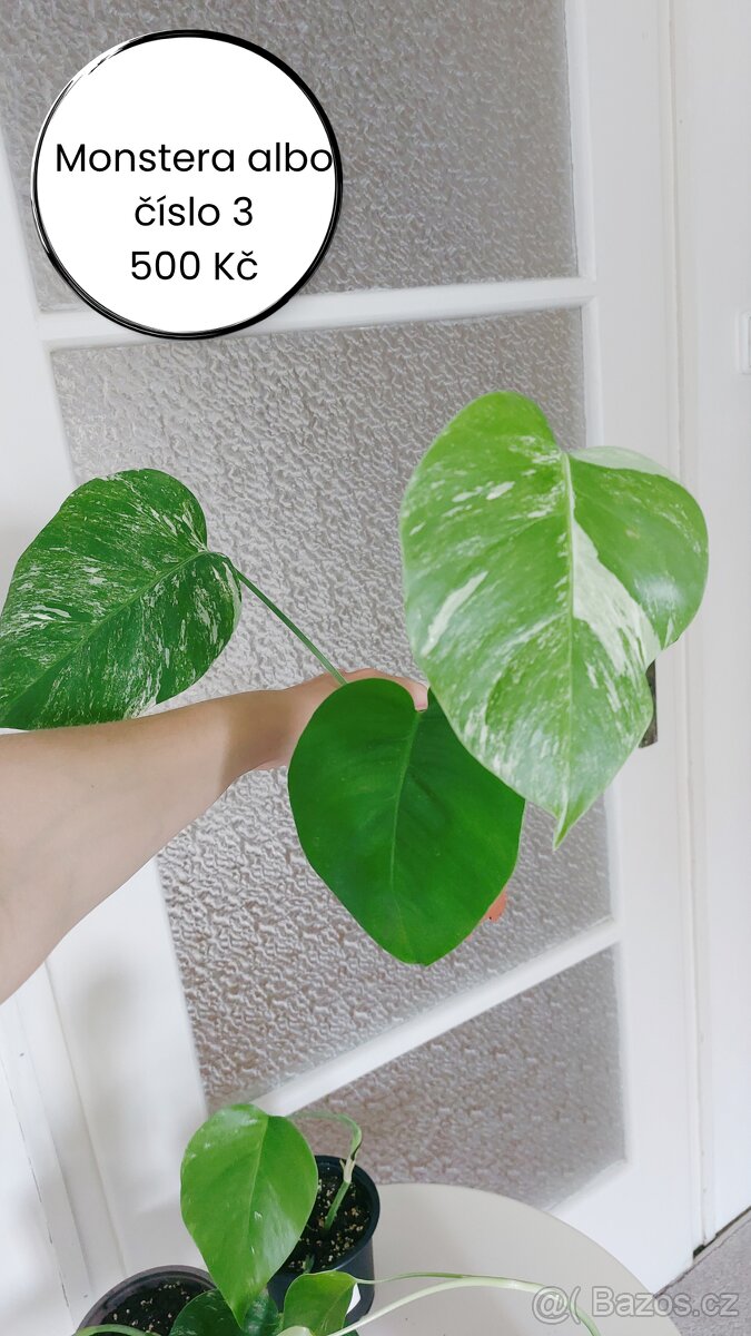 Monstera albo - č. 3