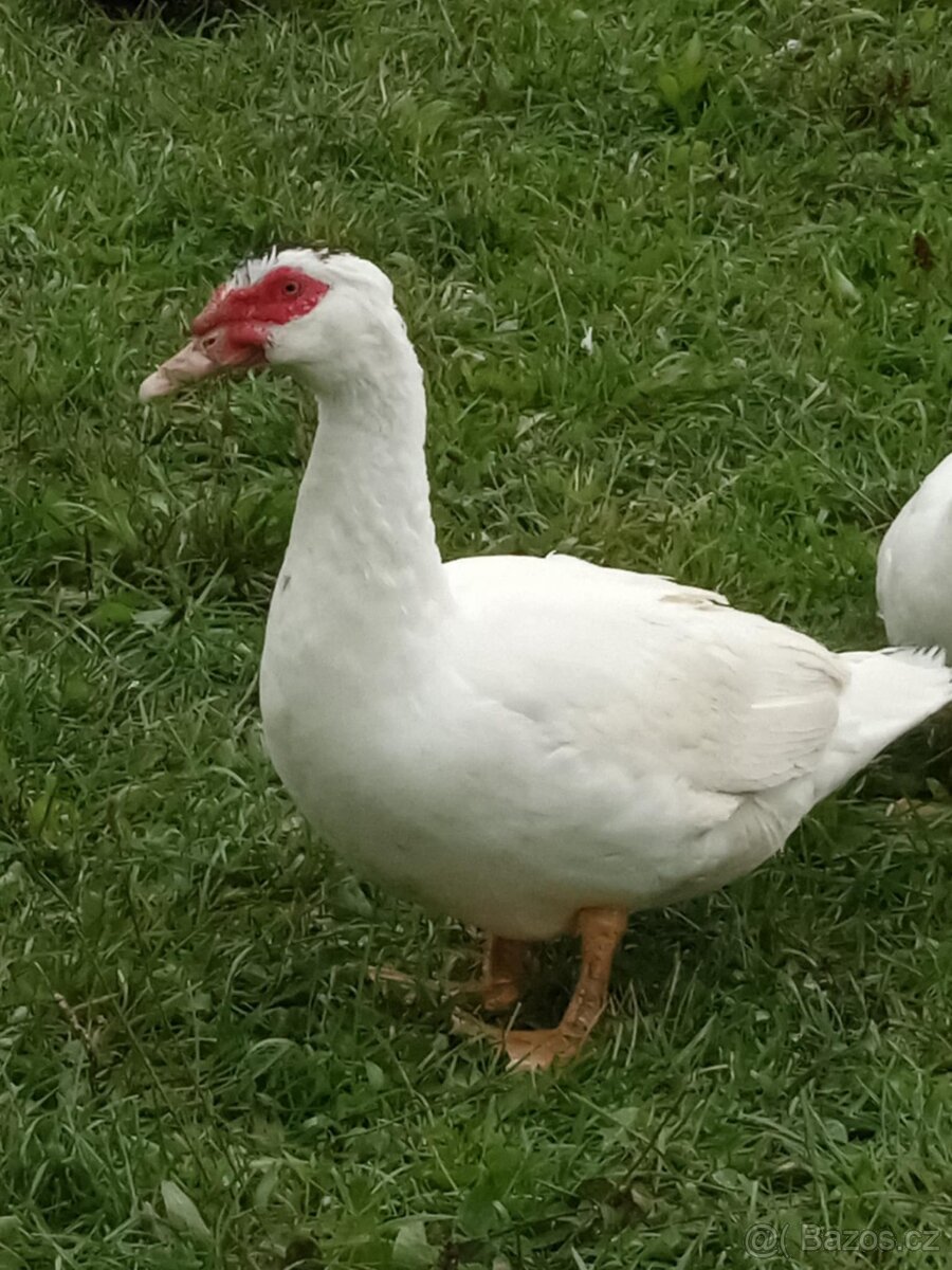 Kachna pižmová, kačer pižmový