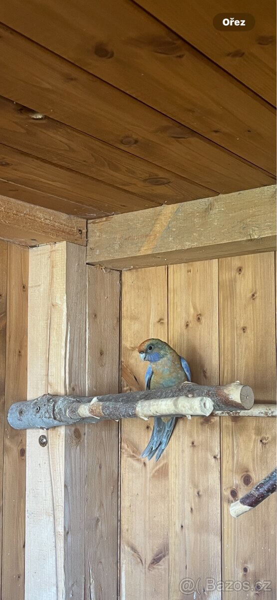 Rosela penant samice rok 2025