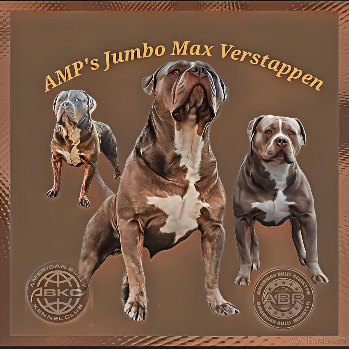 Krycí pes American bully XL / XXL