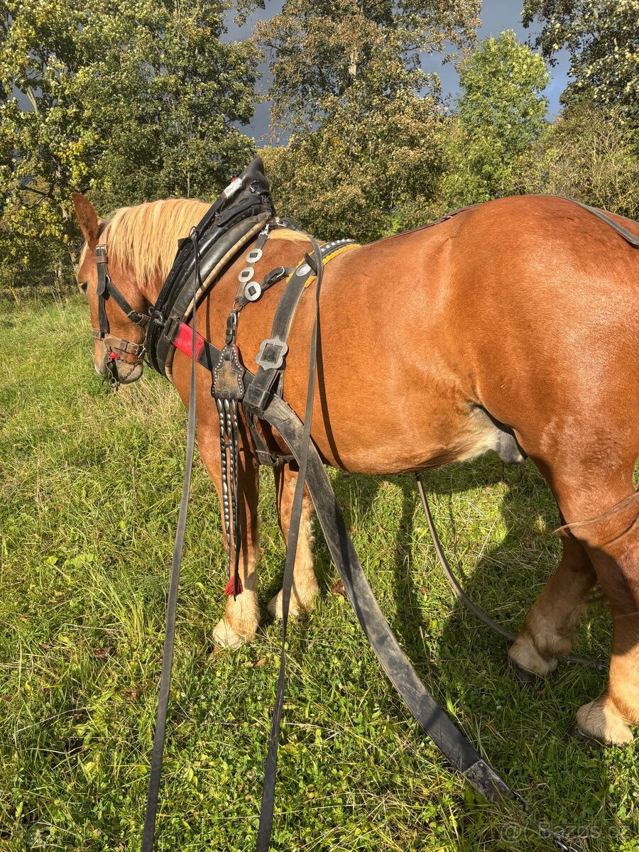 Polsky chladnokrevnik