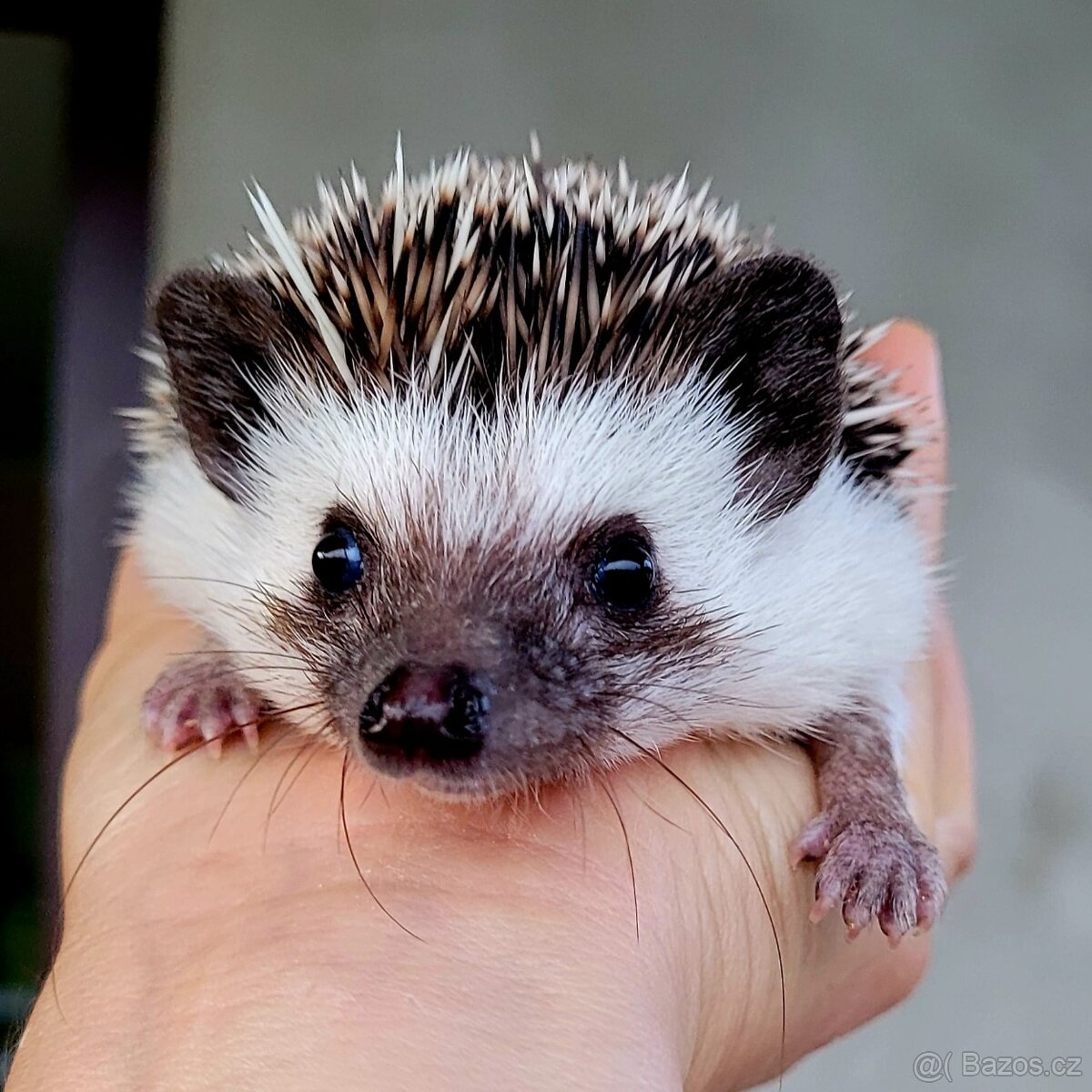 Ježek bělobřichý