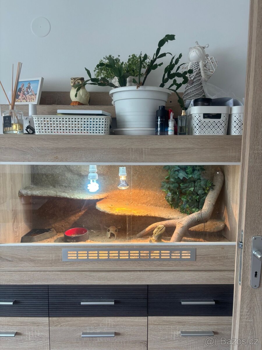 Samec Agama i s teráriem