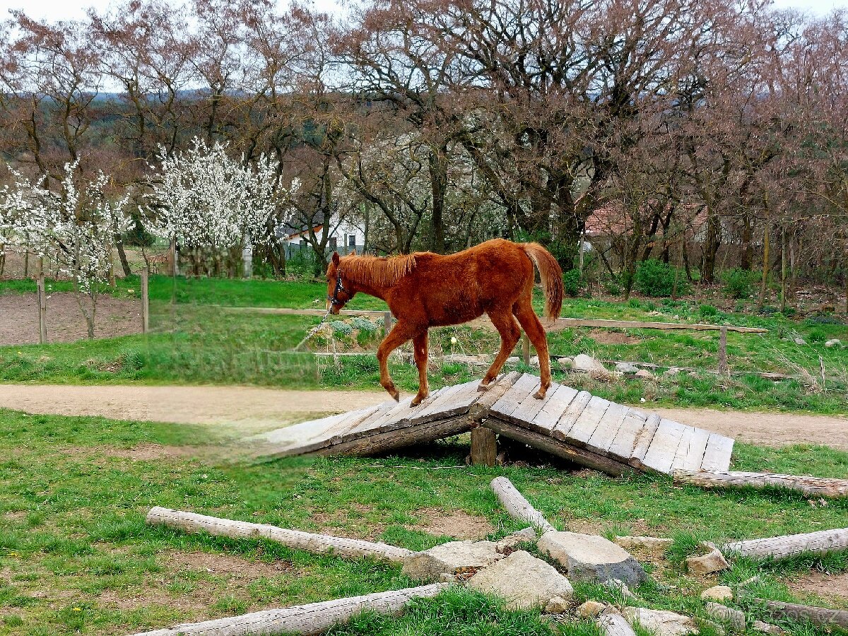 QH Hřebeček