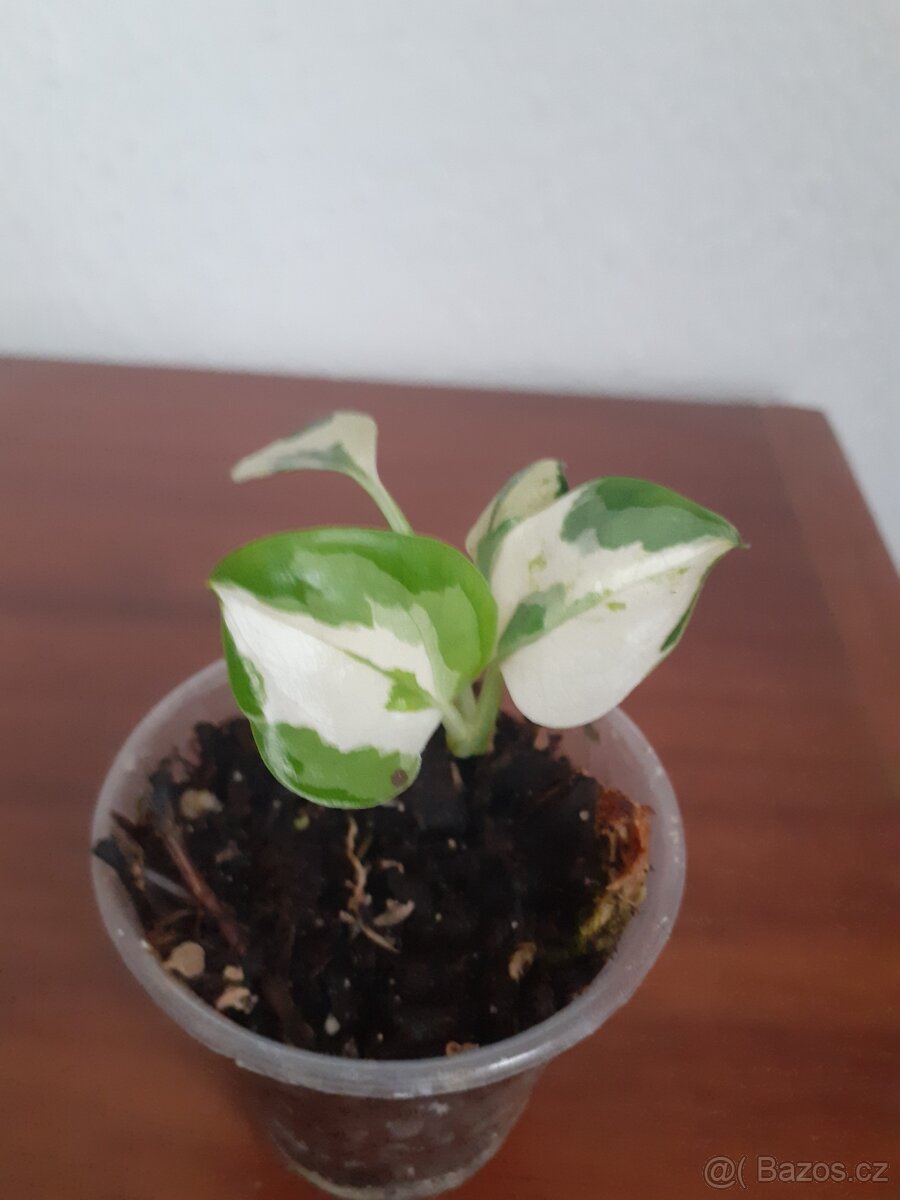 Epipremnum Manjula