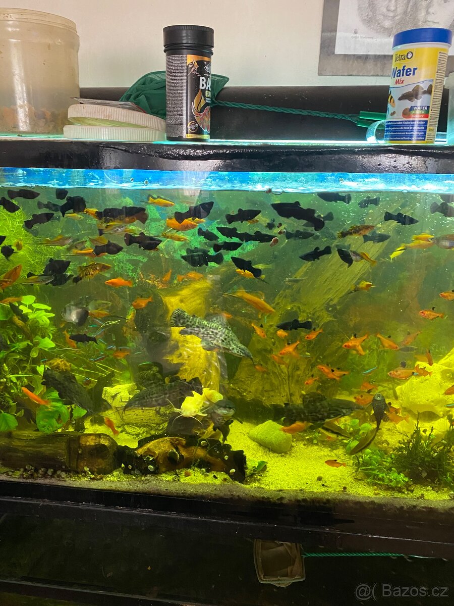 Akvarijni rybičky