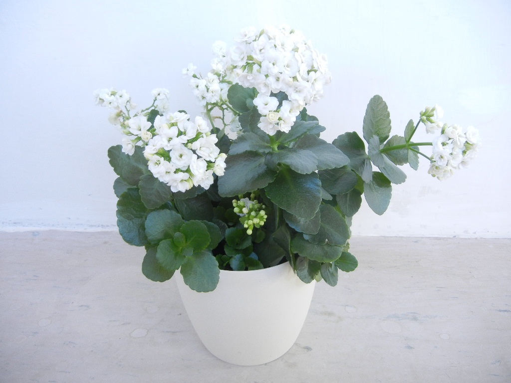 Kalanchoe