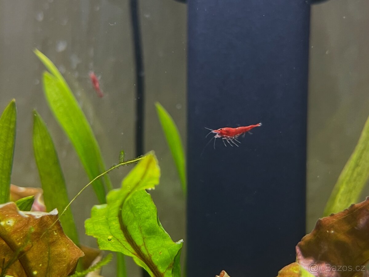 Krevetka red sakura