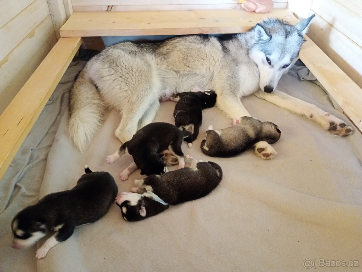 Sibiřský husky štěňata