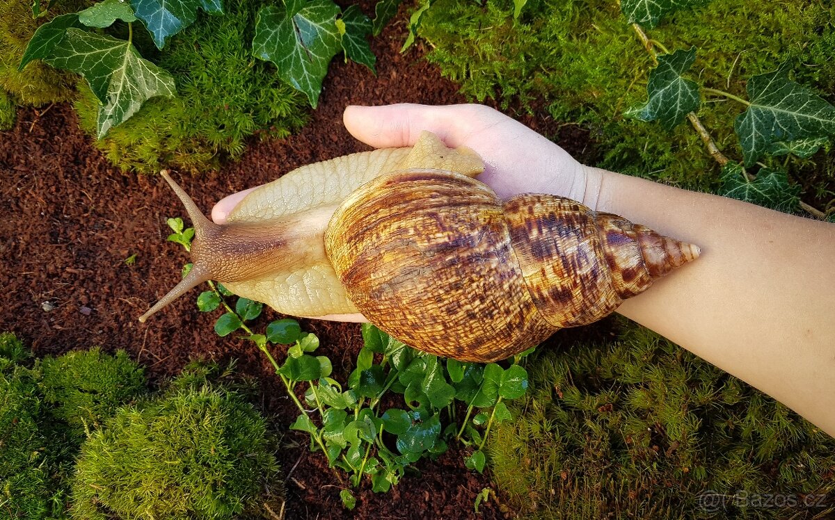 Afričtí šneci Lissachatina reticulata classic dark mláďata