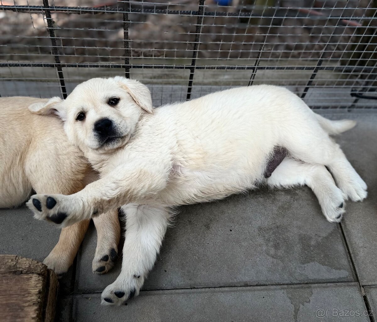 Labrador, štěňátka
