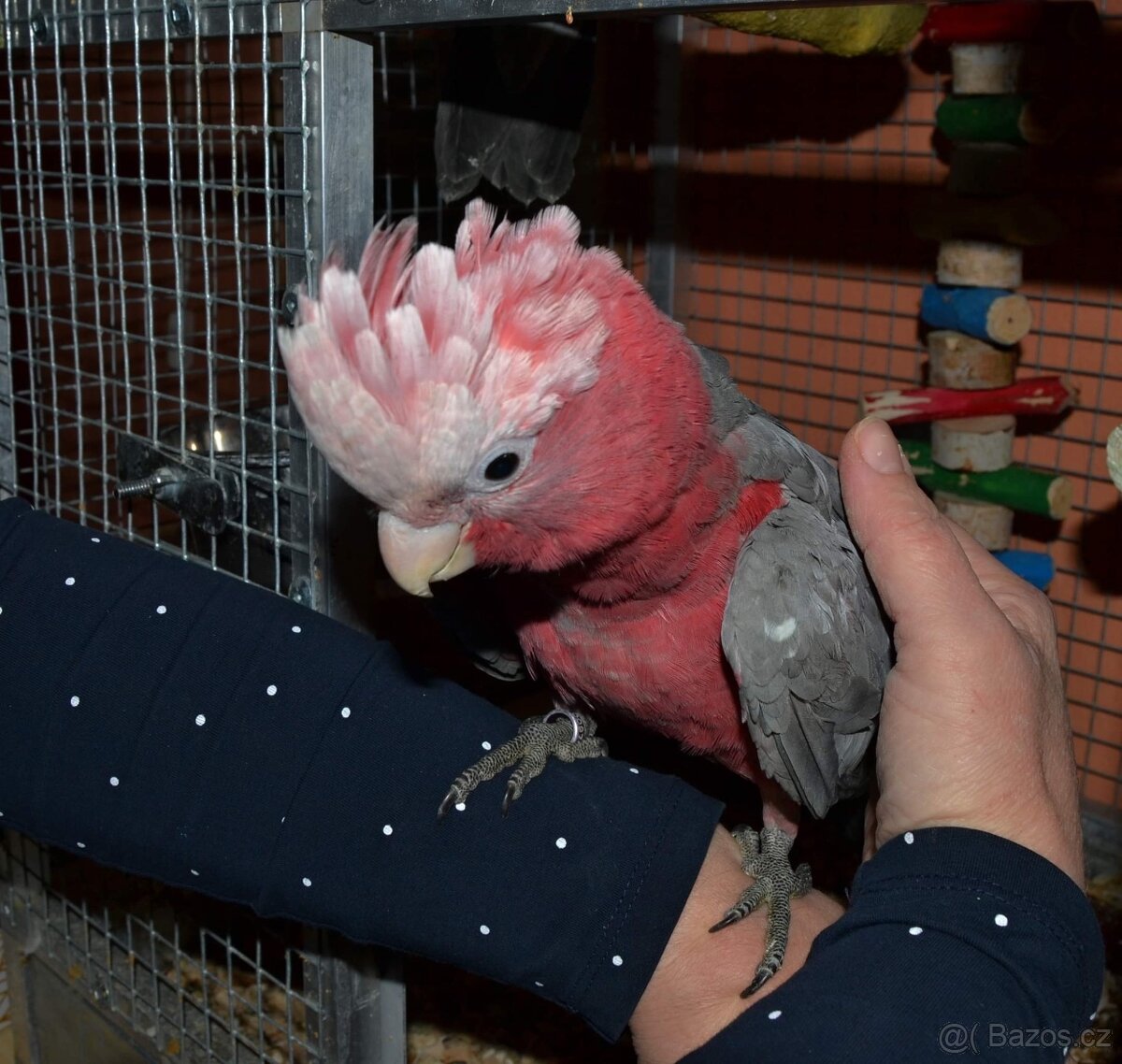 Kakadu růžový ručně dokrmený
