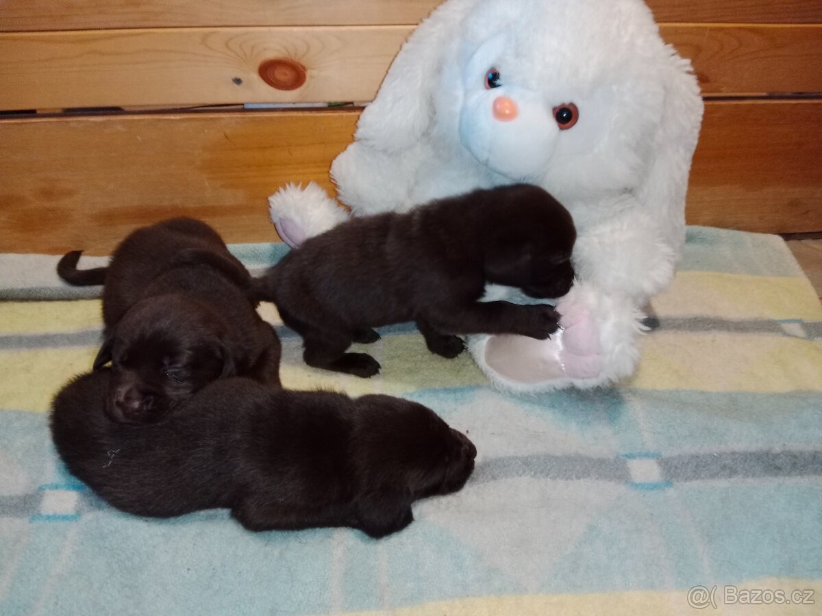 Labradorský retrívr štěně