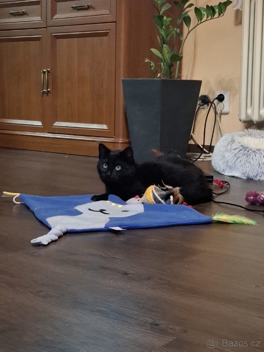 Hledá se domov pro 2 černá koťata