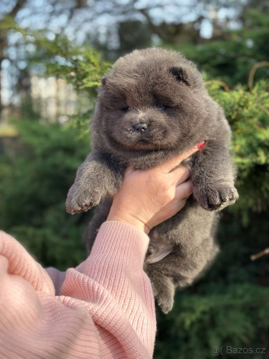 Exkluzivní štěňátka chow chow