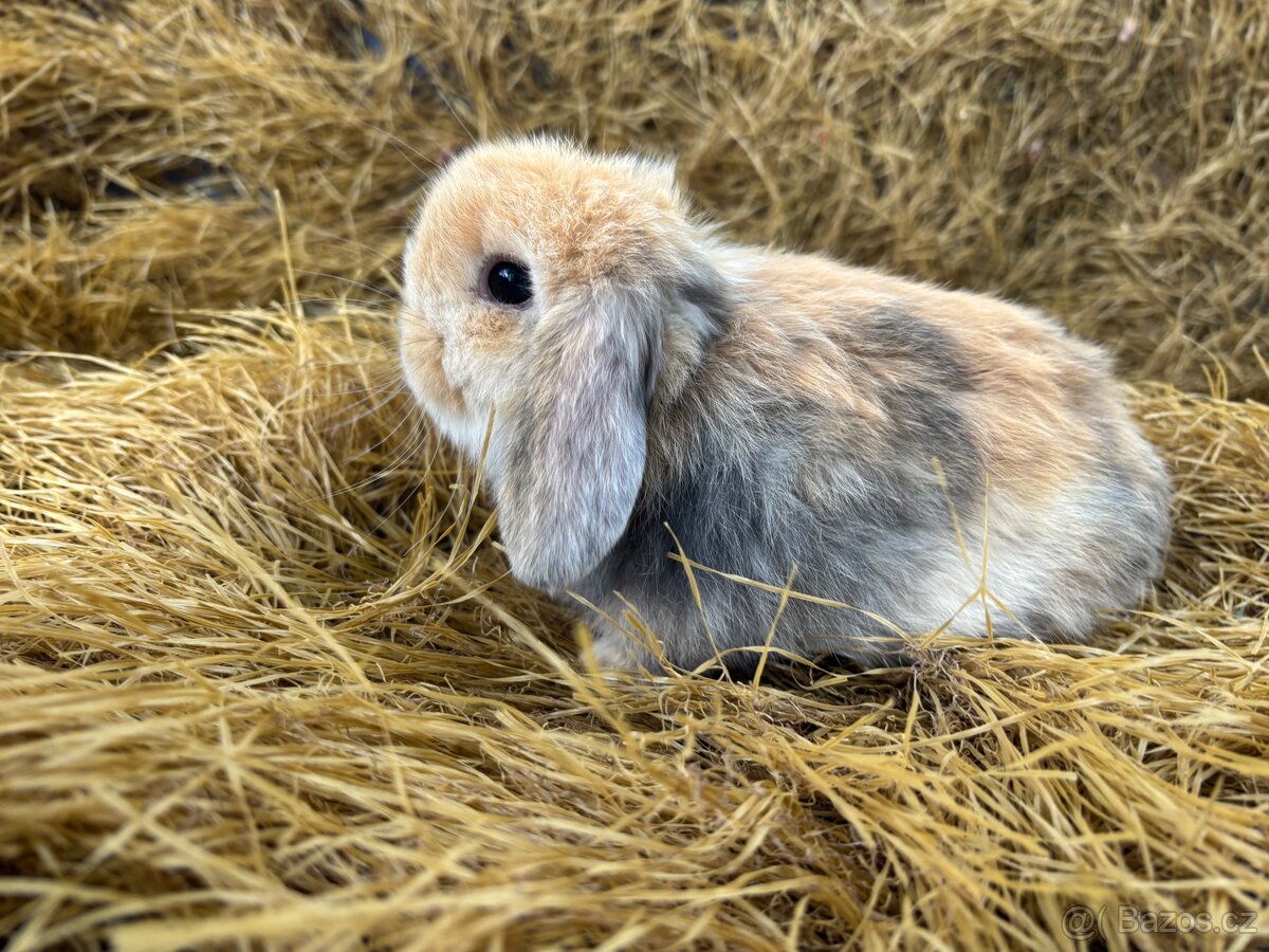 Mini lop zakrslí beránci