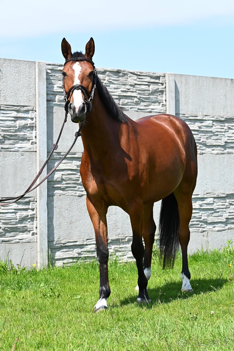 Predam mladú 5 r. Kobylku po Action Breaker x Toulon