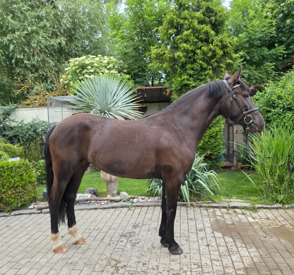 Sportovní pony kobylka parkur/drezura