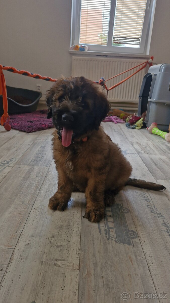 Briard s PP