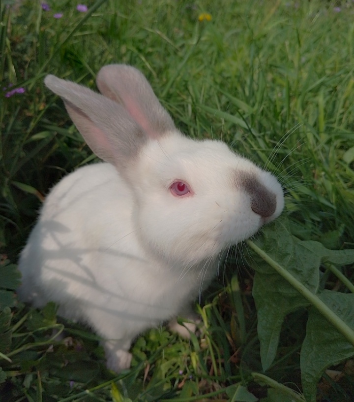 Nabízím králíčka