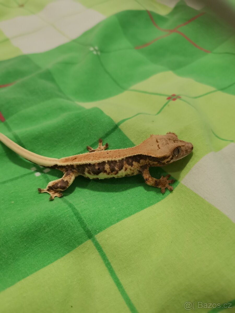 Pagekon řasnatý prodej