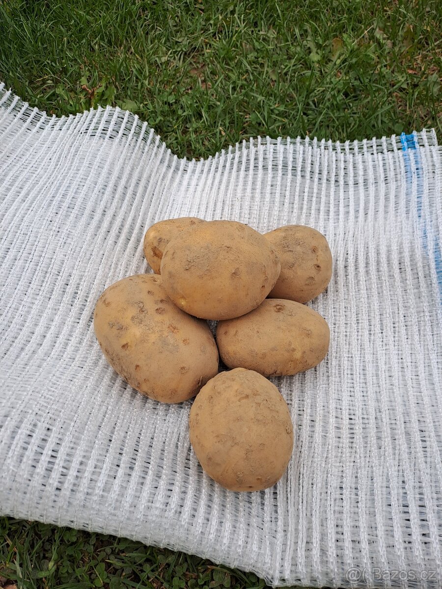 Konzumní brambory na uskladnění