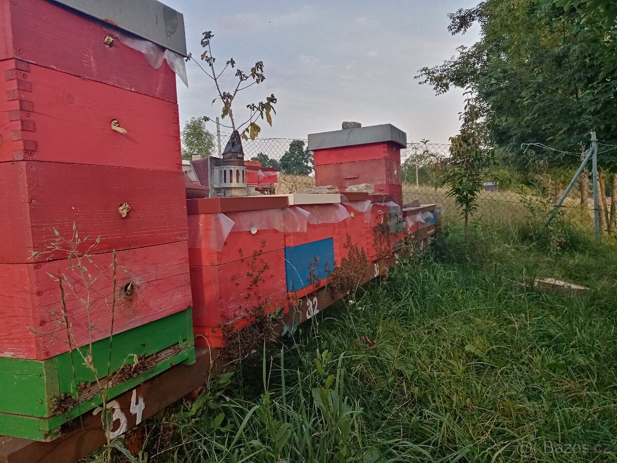 Vyzimovaná včelstva, vyzimované oddělky, langstroth 2/3