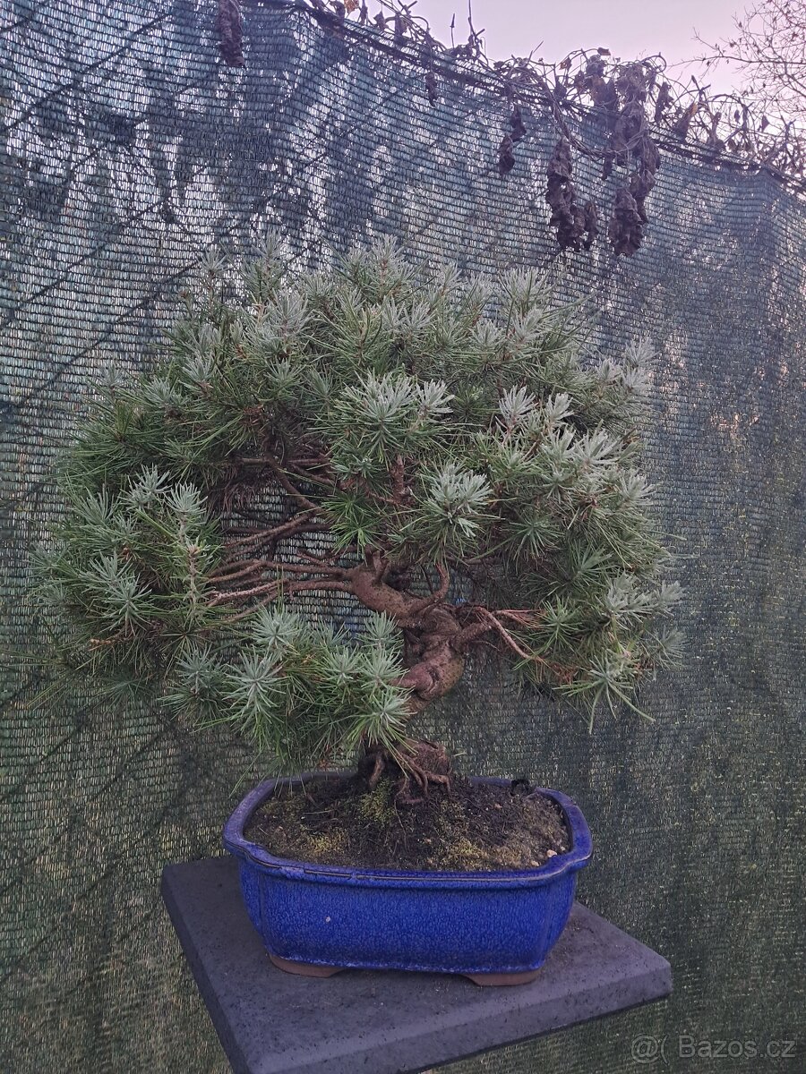 Bonsaj,bonsai Borovice