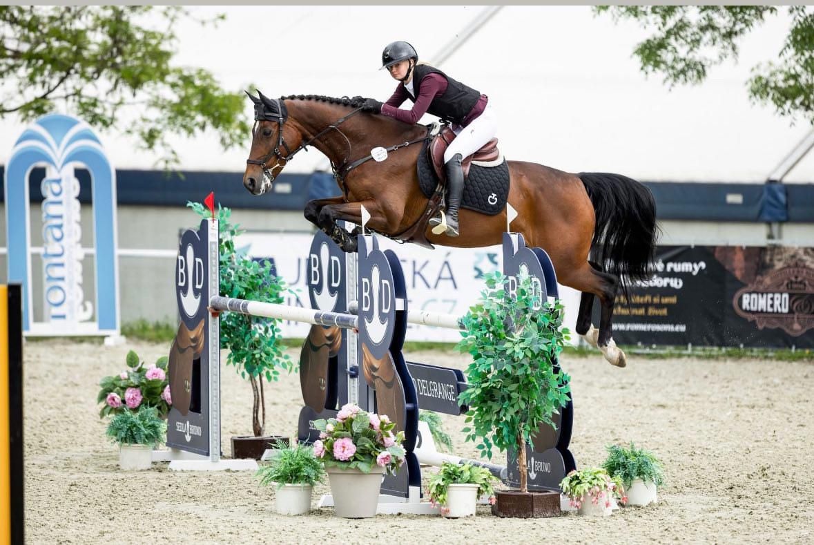 Vyhrávací osmiletý valach do vysokého sportu