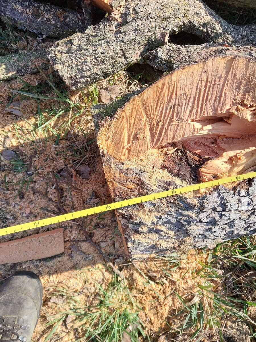 Hruška - kmen na pořez