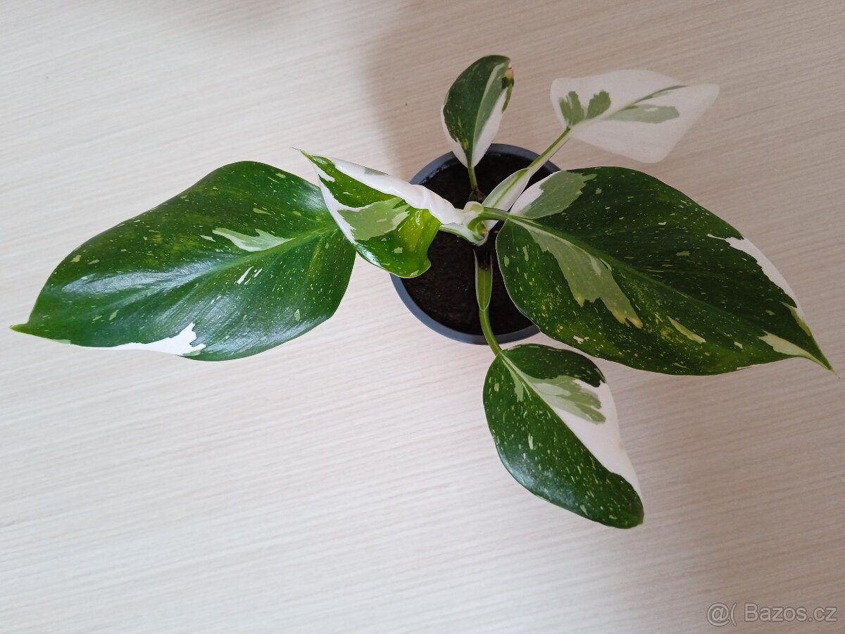 PHILODENDRON BÍLÍ ČARODĚJ