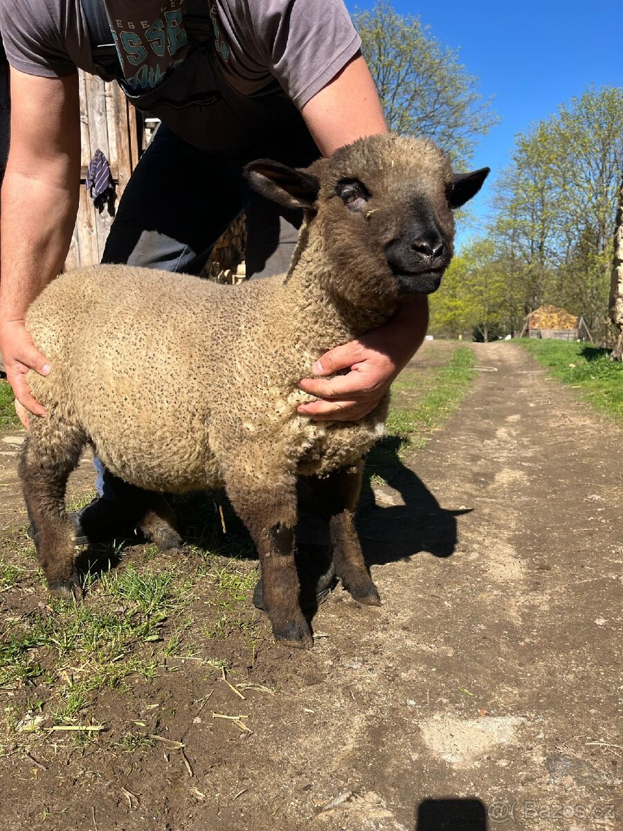 Jehňata Hampshire