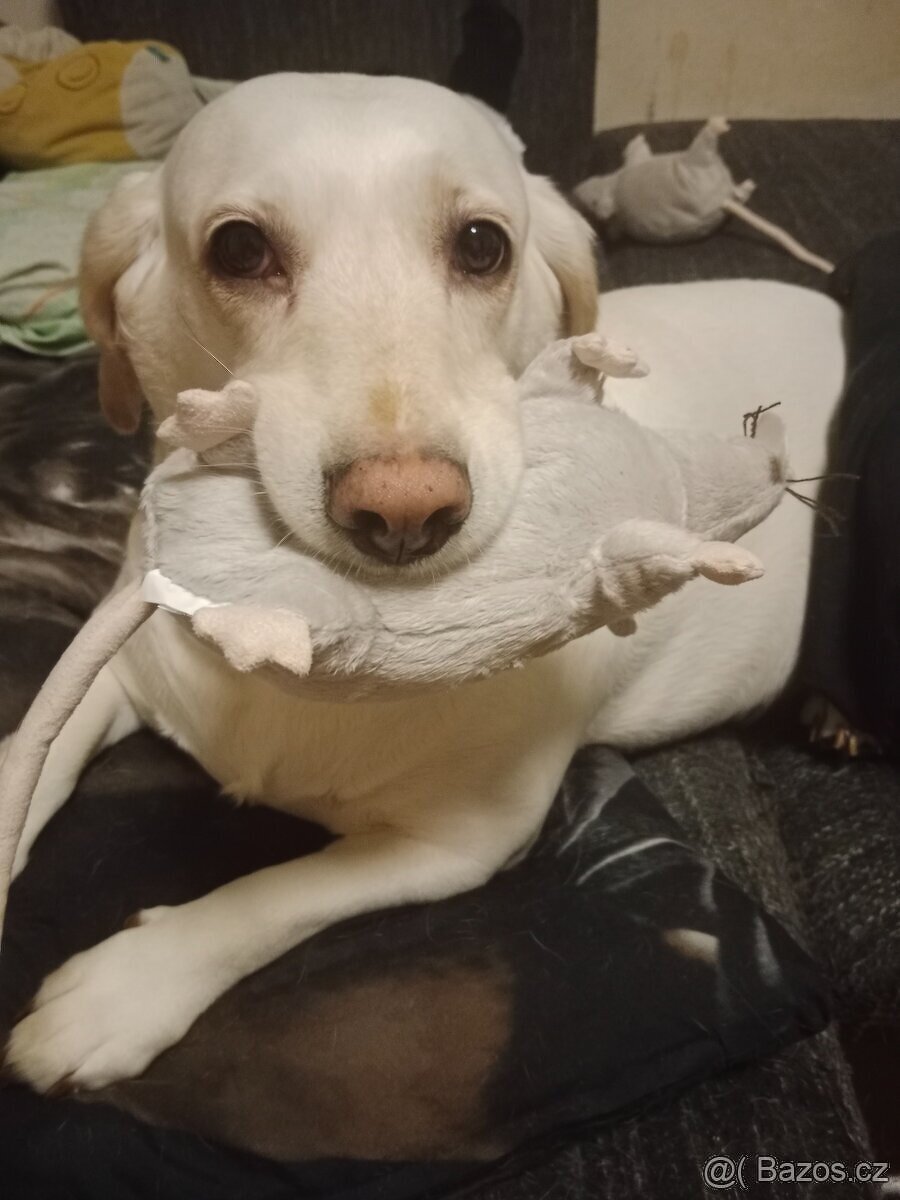 Krizenecek labradora