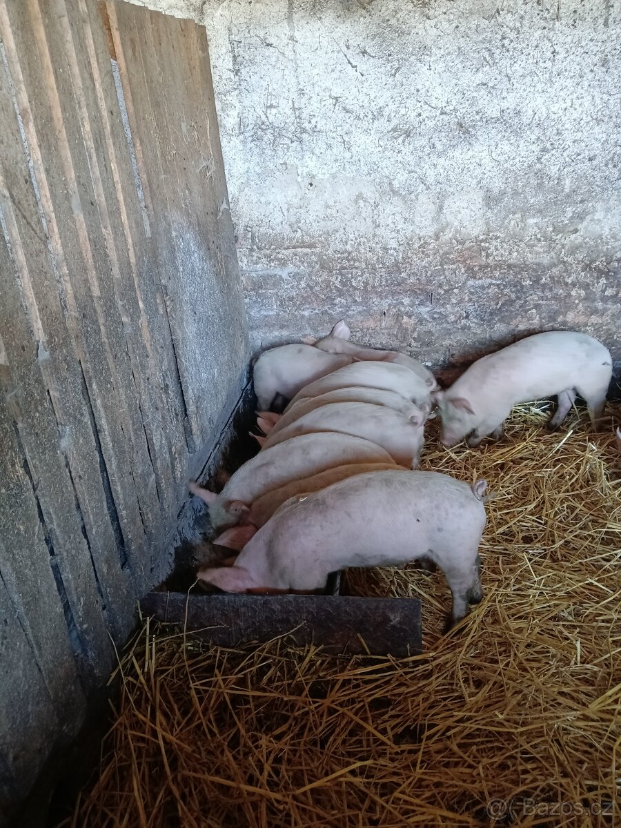 Prodám selata sele vepř prase prasata