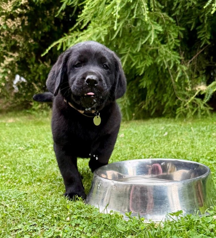 Labrador , Labradorský retriever s PP
