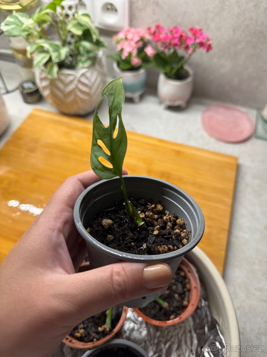 Kytka Monstera