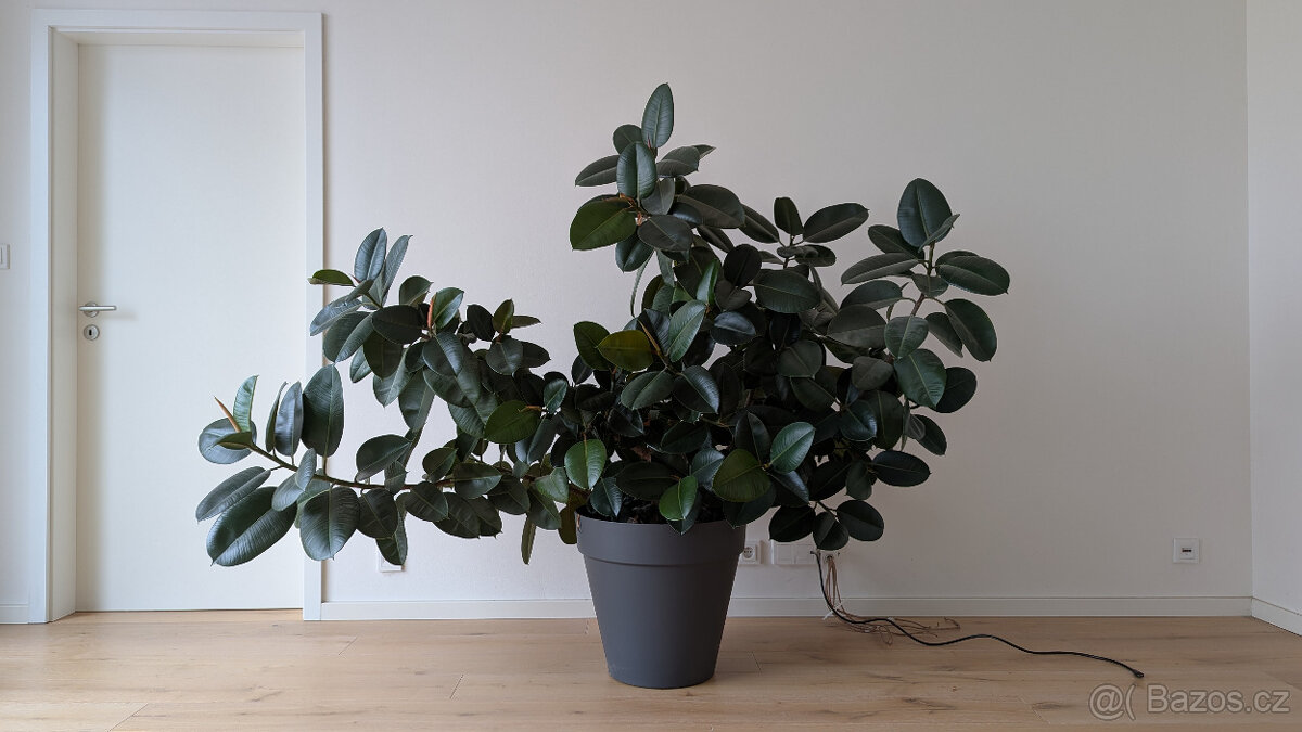 Vzrostlá pokojová květina - fíkus (ficus elastica)