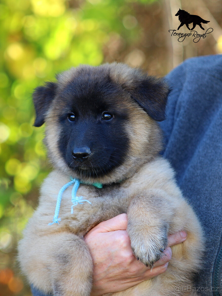 Belgický ovčák Tervueren - pejsek s PP - k odběru