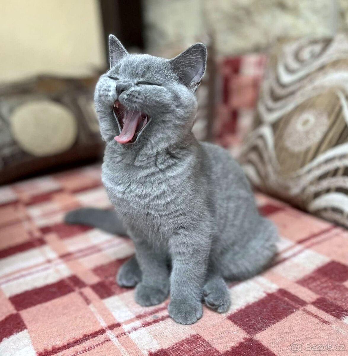 Britská modrá koťátka s PP