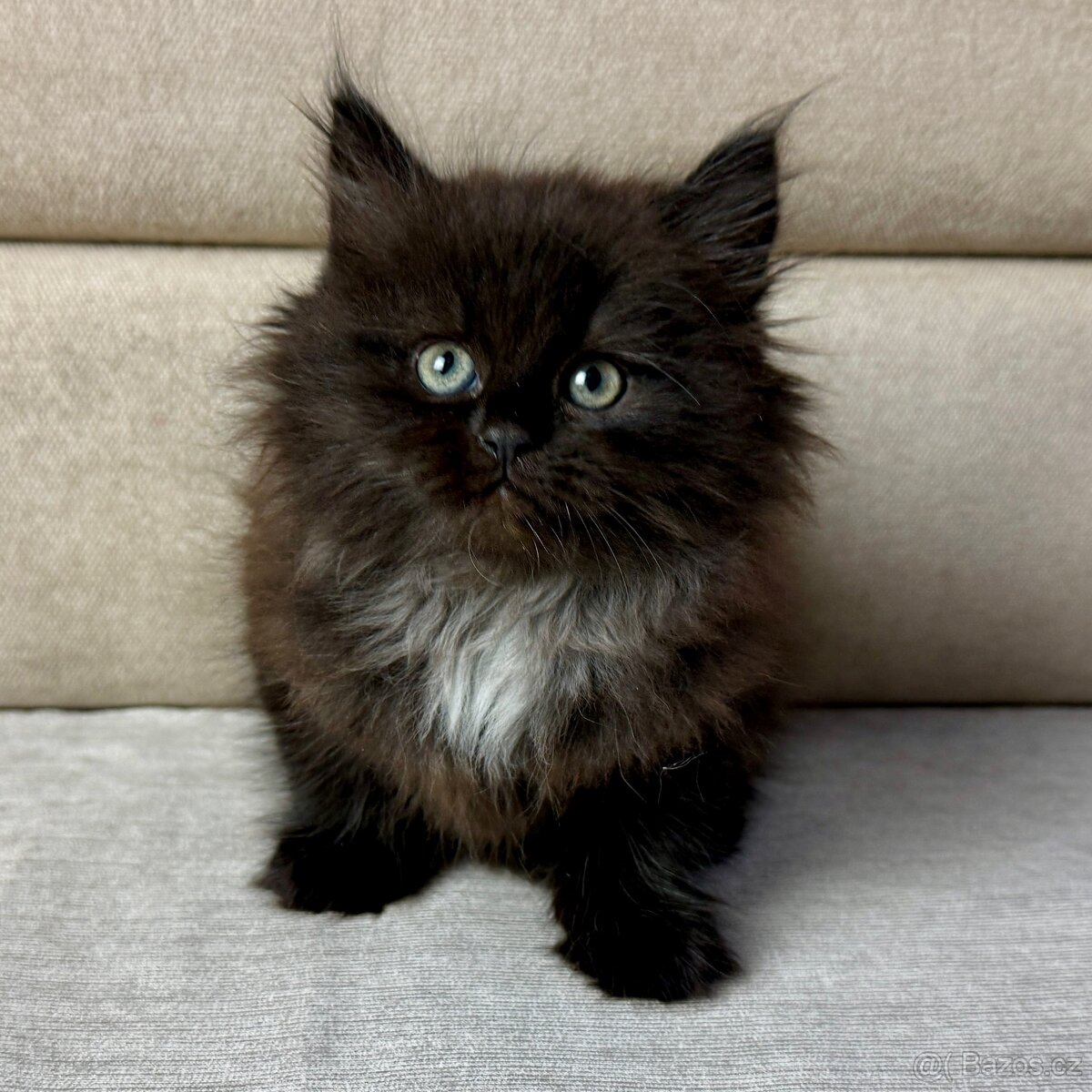 Sibiřská kočka -holčička Noella s PP