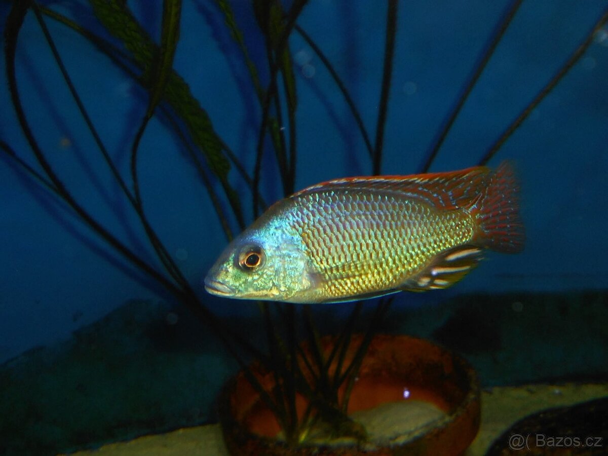 Otopharynx Tetrastigma, Malawi