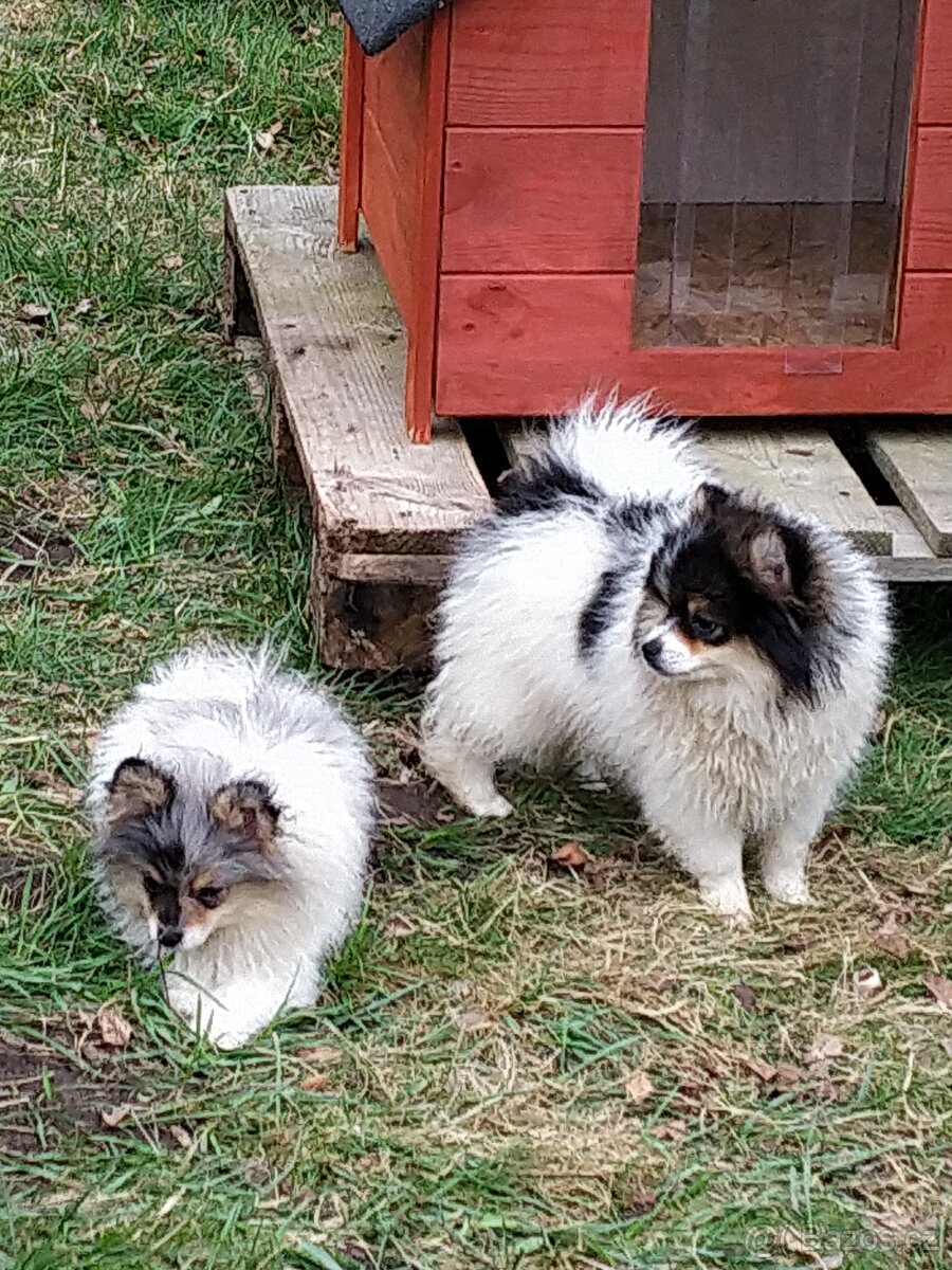 Pomeranian S PP